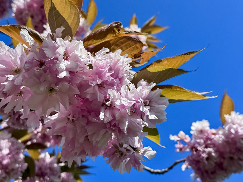 Flower blossoms against a deep blue sky